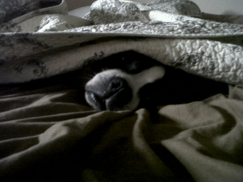 Living the dream in lovely Oak Forest. Mother of a gassy boston terrier.