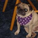 Cindy Harbison - @poliarmom - Twitter