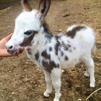 TKoselioglu's profile picture. sudoku