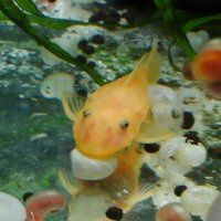 ぶーたろう (@butaro0701) 's Twitter Profile Photo