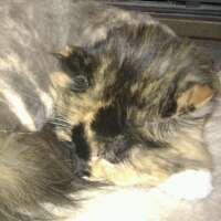 mr_gimlet's profile picture. 