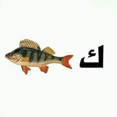 تاجر شكاير اسمنت فاضيه الصبح ودكتور مخ واسنان بعد العصر
