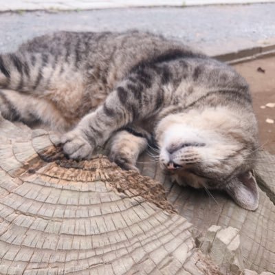 寝ぼけて走り出す猫bot Jht 01 Twitter