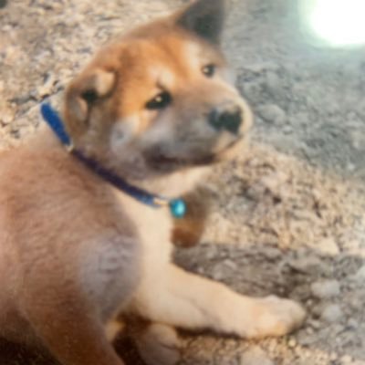 eRJVAZsnTOdvW5R's profile picture. 愛知を中心に御朱印を集めてます Twitterは始めたばかりです 無言フォロー失礼します 現在アート御朱印にハマってます