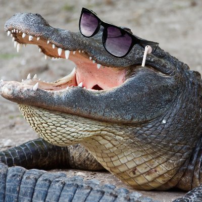 #1 crocodilian influencer 🐊 
merch: https://t.co/ZHXGOX6z5v
alt: @gatorsafterdark