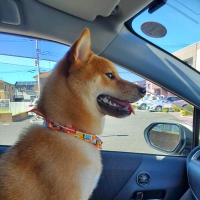 ひゃっはー❗
オイラは茨城のとあるちっぽけな会社の常務取締役犬ココスケ✨。ちょっと土地柄、なまりがヒドく、言葉使いがワリいけど、それはゴメンねごめんね~👏。オイラの座右の銘は「にんにくラーメンチャーシュー抜き」、オイラの憧れは渚カヲル🌟。実はオイラは柴犬のカッコした「使徒」だからよろしく~🐾 逃げちゃダメだぜっ❗
