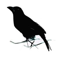 blackbird25(@lebas_timothy) 's Twitter Profile Photo