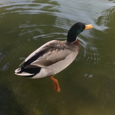 korogashidog's profile picture. 