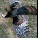 Don Pringle - @ironcitydoorag - Twitter