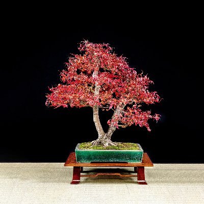 Promoting the art of bonsai through meetings, lectures, workshops, and demonstrations, featuring local, regional, national, and international bonsai artists.