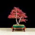 Triangle Bonsai Society (@trianglebonsai) Twitter profile photo Triangle Bonsai Society (@trianglebonsai) Twitter profile photo