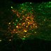 Deniz Atasoy (@atasoylab) Twitter profile photo Deniz Atasoy (@atasoylab) Twitter profile photo