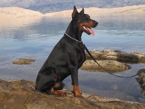 BosDobermann's profile picture. Official Bos Dobermann Page.