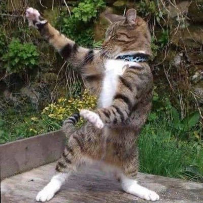 karate kitty