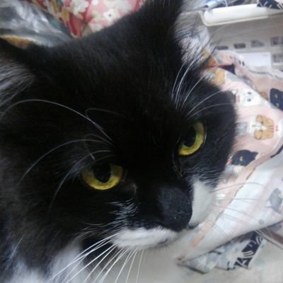 ねこまたぎ Nekomatagi280 Twitter
