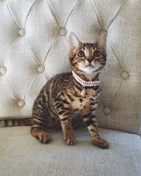 frankie76884389's profile picture. juggling