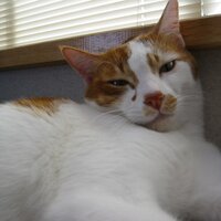 babymoti-1st (@sctsmile) 's Twitter Profile