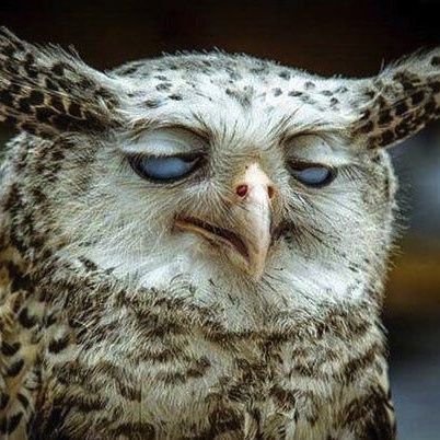 filthywetsponge's profile picture. Very much not dead