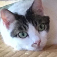 猫ニャル美(@VLPqz2Hkd2f0OJX) 's Twitter Profile Photo