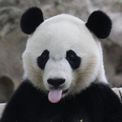 imrajaNaga's profile picture. Passionate Engineer-Aviation Enthusiast-Globe Trotter-Cricket Fanatic-Forever Learner :)