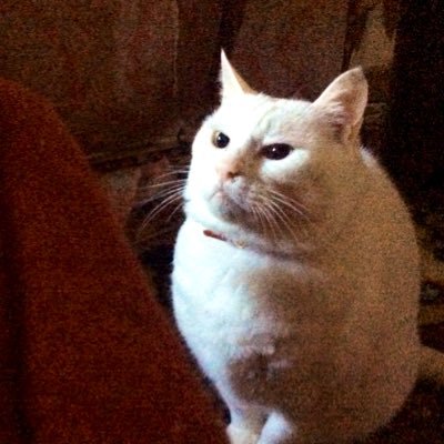 オカモト兼サヤン