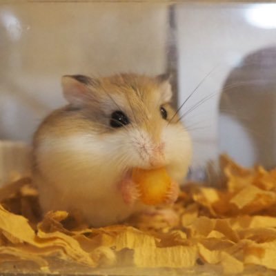 もちこ ハム垢 ロボロフスキーのテイちゃんべビー 19 10 15生まれ 生後12日目 5匹元気に成長中 ロボロフスキー赤ちゃん ハムスター動画