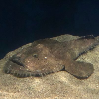 アンコウ 愚存 Unkou Man Twitter