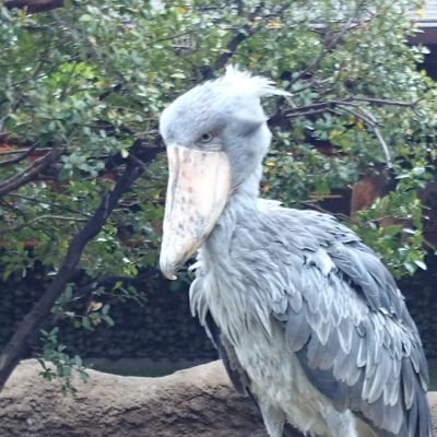 吉崎Pさんのプロフィール画像