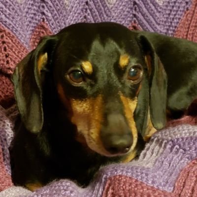 Physicist/astronomer by training. Retired, mom to a rescue dachshund. Anime fan. @doxie-dachsie.bsky.social
