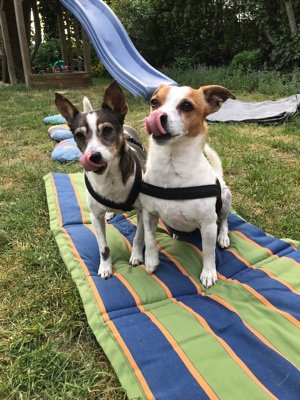 Tanja, terrierverrückte IT- Nerdin vom Niederrhein mit Terriermix Paco (17) an meiner Seite und Ratero Emely im Herzen.