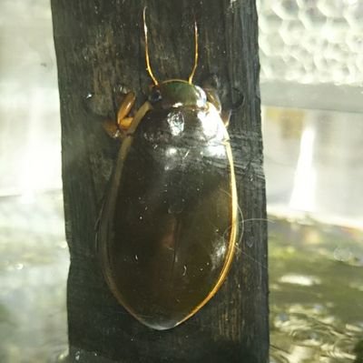 ボケなす 私のペットはタガメとゲンゴロウを飼育しています タガメは生きてるエサしか食べず 自然界では マムシも食べるそうです 家はメダカや金魚をエサにしてます