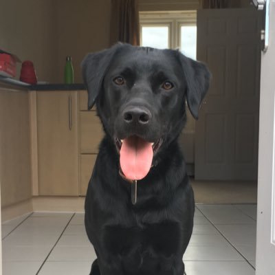Black Labrador living in Wiltshire, UK with two human slaves. Jack Bauer (24) is my name sake
