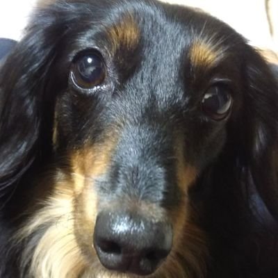 MOZU34129455's profile picture. はじめまして😊
Ｍﾀﾞｯｸｽ♀8歳(もずく)元繁殖犬と暮らしています。4年前Ｍﾀﾞｯｸｽ♂肺炎で🌈

今年6月3日mixﾆｬﾝｺ22年(104歳)老衰で🌈

犬🐶猫🐱BIGBANGが大好きなお母しゃんですヨロシクね🤗

#短足倶楽部
#繁殖犬