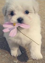 23살 경북대 재학중. 아는사람없어 혼자하는 트윗에 이제 완전 적응. 개를 무진장 좋아함.(not보신탕!!) 전공은 농토목. 꿈은 감사관. 좋아하는 과목은 수리학과 회계학. 취업준비 맘먹고 트윗공부중. 이해않되서 이제 늙었나 생각중. 저질체력보유자.