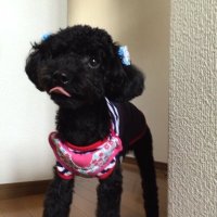 のぶにゃんた (@nobunyanta) 's Twitter Profile Photo