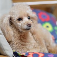 プードルパパ (@poodle_n_papa) 's Twitter Profile