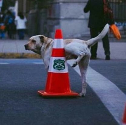 DjGuala's profile picture. 