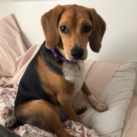 Oakleigh the beagle(@OakleighBeagle) 's Twitter Profile Photo