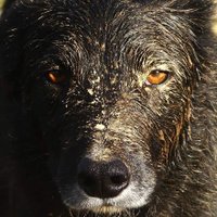shepherd jo (@shepherd__jo) 's Twitter Profile Photo shepherd jo (@shepherd__jo) 's Twitter Profile Photo