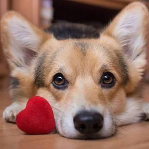 PetCrush1's profile picture. ❤️❤️Encontre o crush perfeito para o seu Pet!!! 🐶🐈