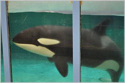 Free Morgan Orca