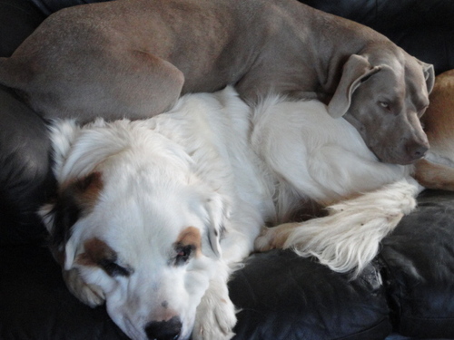 finding solace and bliss everyday on my little farm, my animals make me laugh, when I`m feeling bad. Please Adopt...Sanctuary for hard to adopt dogs