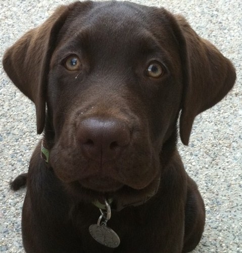 Lean to the left...luv junkin, big brown labs, family, and fat cats