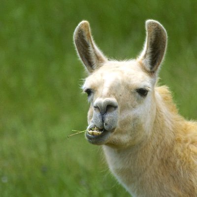Tommy_BaLlama's profile picture. I'm a no drama llama