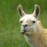 Tommy_BaLlama's profile picture. I'm a no drama llama