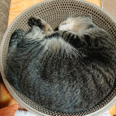 カレーが好き🍛
お刺身が好き🐟
お蕎麦も🥢
ネコ(動物)はもっと好きなっしー🐱💕

機種変したら、前のAKAにログイン出来なくなりました💦また一からですがヨロシクお願いします😊Twitter改行が苦手かも(笑)