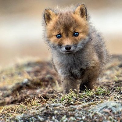 geologist with eclectic interests, education, & experiences (photo is a baby Russian fox - лиса)