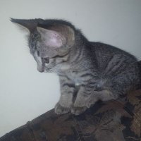 Iram Rizwan (@iramrizwan12) 's Twitter Profile