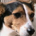 Angie (@ellimaeandmilo) Twitter profile photo