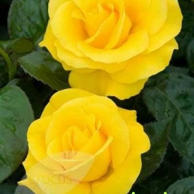 Ananthi91292616's profile picture. 